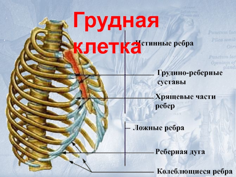 Строение ребер человека фото с описанием костей