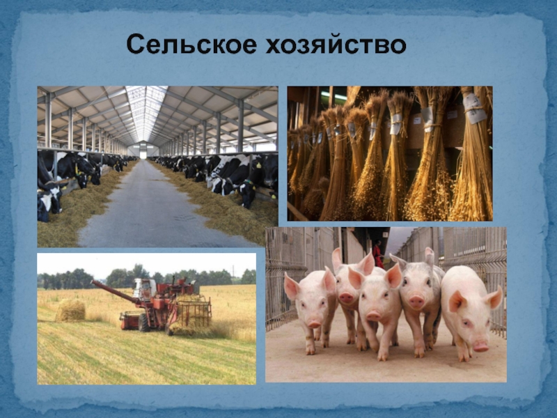 Сельское хозяйство Северо Западного экономического района.
