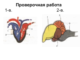 Экологические группы птиц