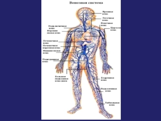 Венозная и лимфатическая системы человека