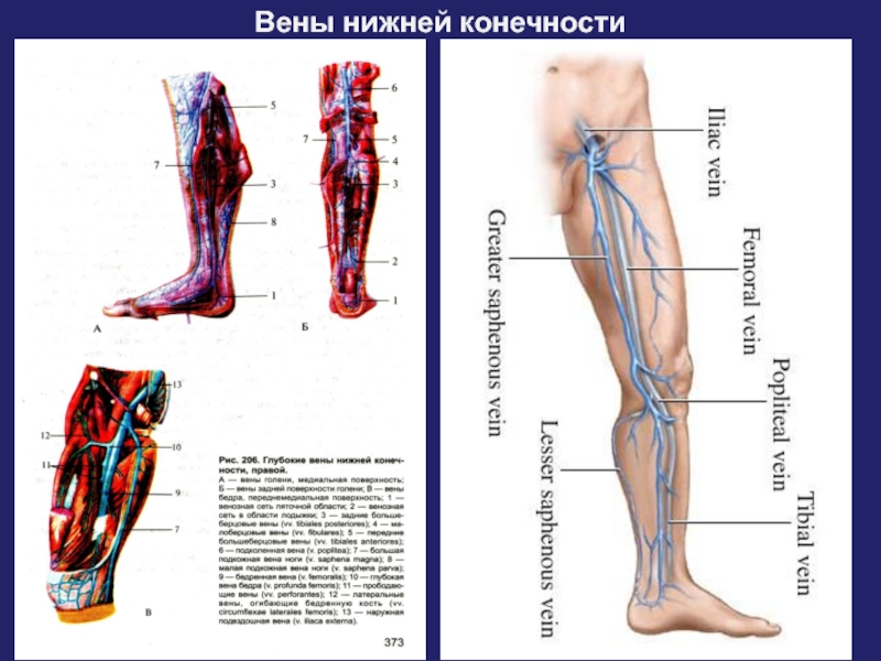 Анатомия вен ноги. Вена нижней конечности анатомия. Подкожные вены голени анатомия. Сосуды и вены нижних конечностей анатомия. Большая подкожная Вена нижней конечности схема.