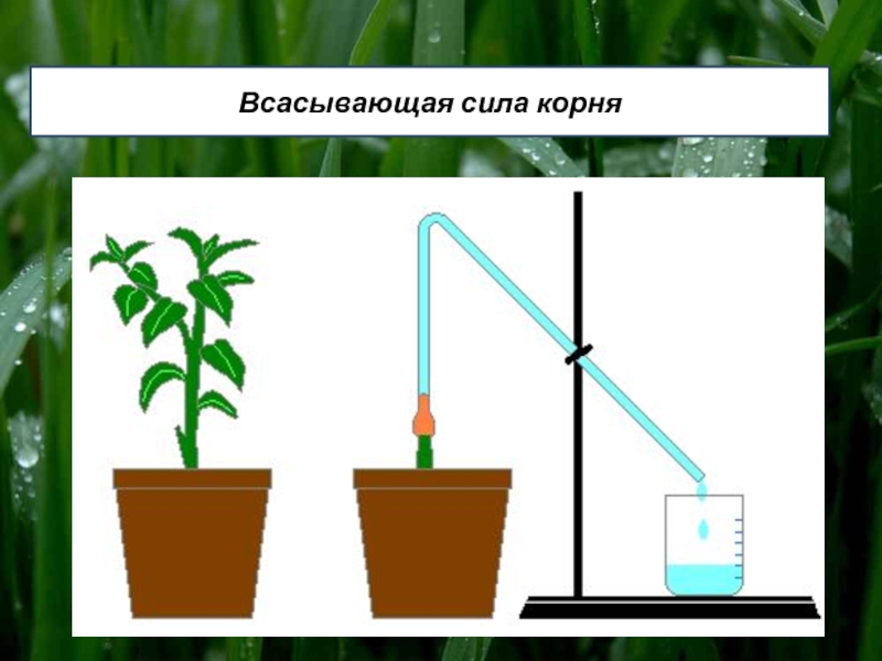 Корням растений вода необходима для