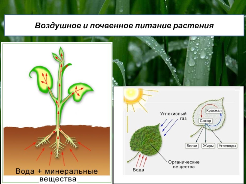 Питание растений картинка. Почвенное питание растений. Воздушное питание растений. Воздушное и почвенное питание. Почвенное питание растений схема.