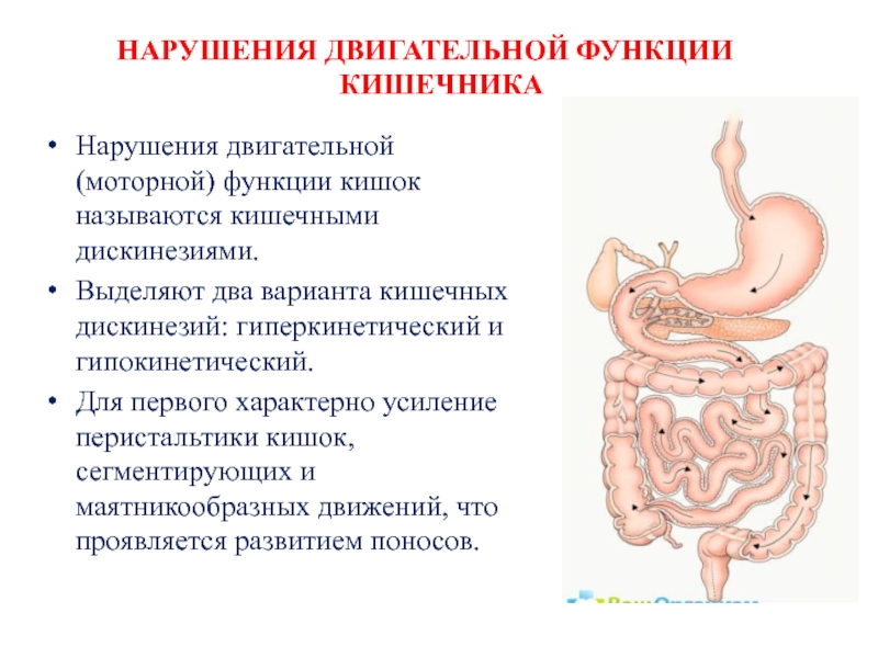 Основные функции кишечника