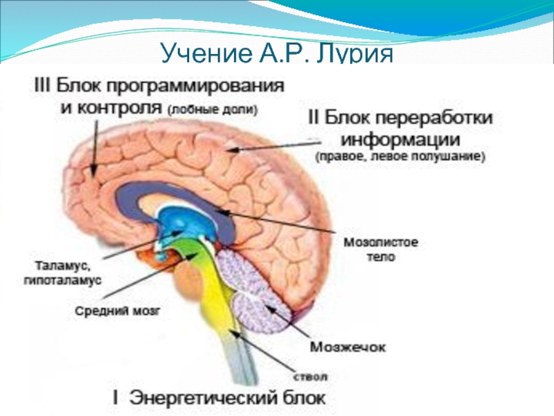 Преодоление трудностей учения. Функциональные блоки мозга по Лурия. Отделы мозга по Лурии. 3 Блока мозга по Лурия. Блоки мозга по Лурия с картинками.