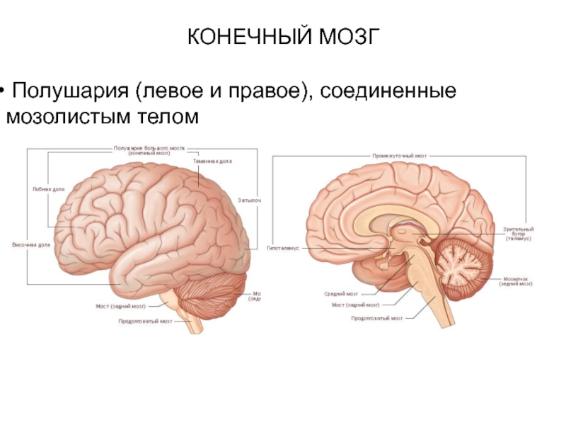 Значение в организме головного мозга. Внешнее строение конечного мозга. Структуры конечного мозга. Функции мозолистого тела головного мозга. Основные структуры конечного мозга.