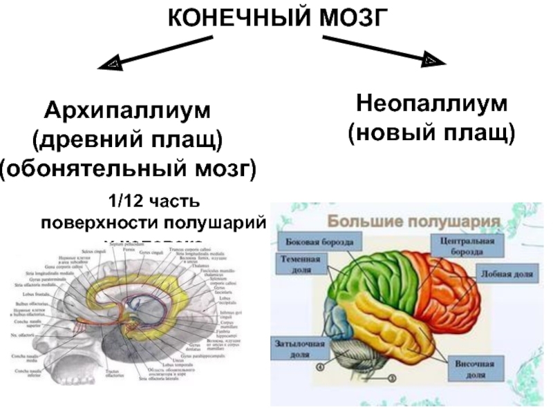 Обонятельные доли мозга. Плащ анатомия конечный мозг. Конечный мозг анатомия обонятельный мозг. Конечный мозг анатомия строение. Структуры конечного мозга.