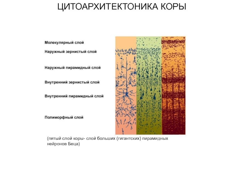 Схема слоев коры больших полушарий