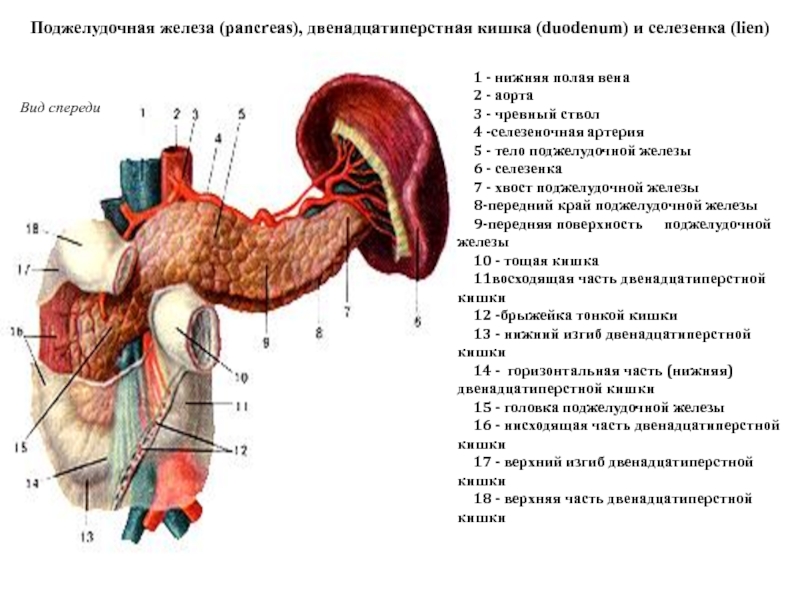 Поджелудочная артерия