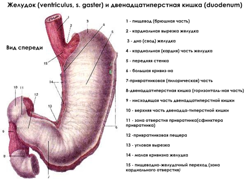 Отделы желудка схема