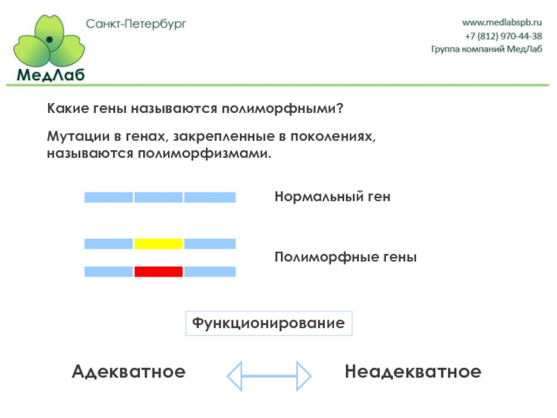 Какие гены существуют