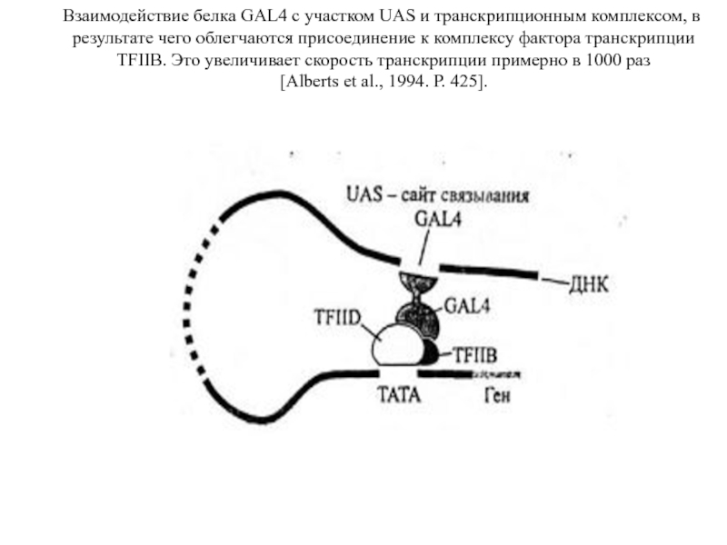 Взаимодействие белка. Gal4 UAS система. Скорость транскрипции увеличивает. Ген ускоряющий скорость транскрипции.