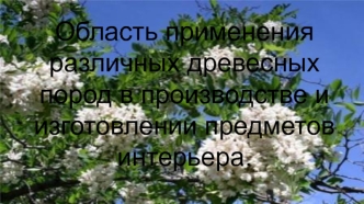 Область применения различных древесных пород в производстве и изготовлении предметов интерьера