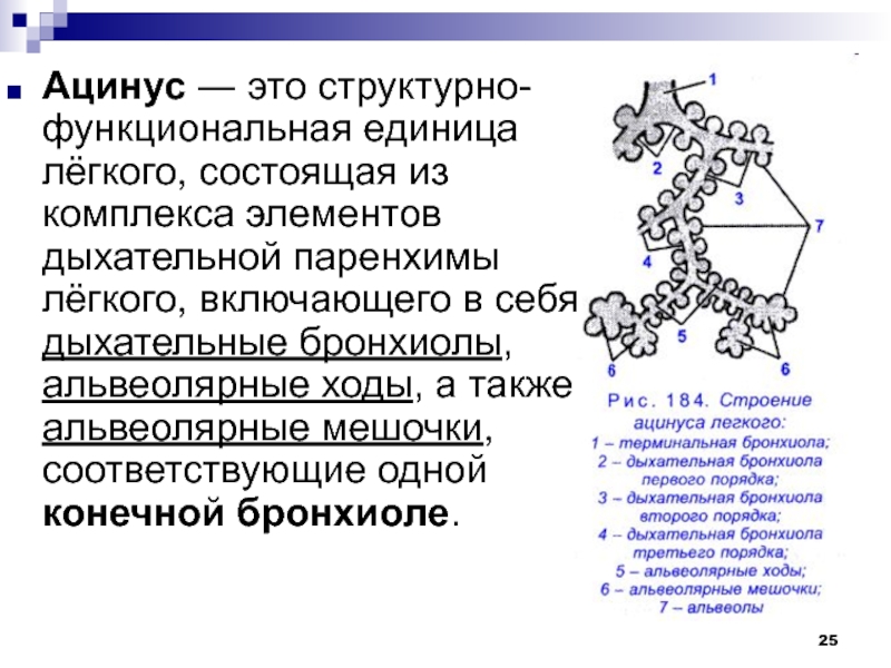 Схема строения ацинуса