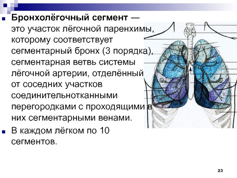 Паренхима легких. Дыхательная паренхима легких. Сегменты легочной артерии. Бронхолегочные сегменты.