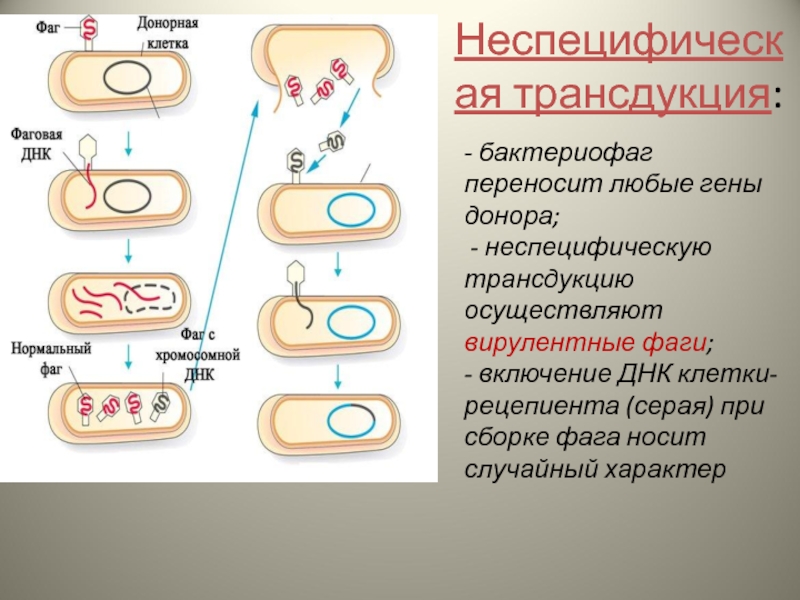 Бактерия донор. Специфическая трансдукция у бактерий. Опыт трансдукции микробиология. Трансдукция у бактерий опыт. Генерализованная трансдукция.