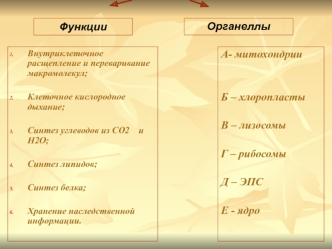 Обмен веществ - основа существования клетки