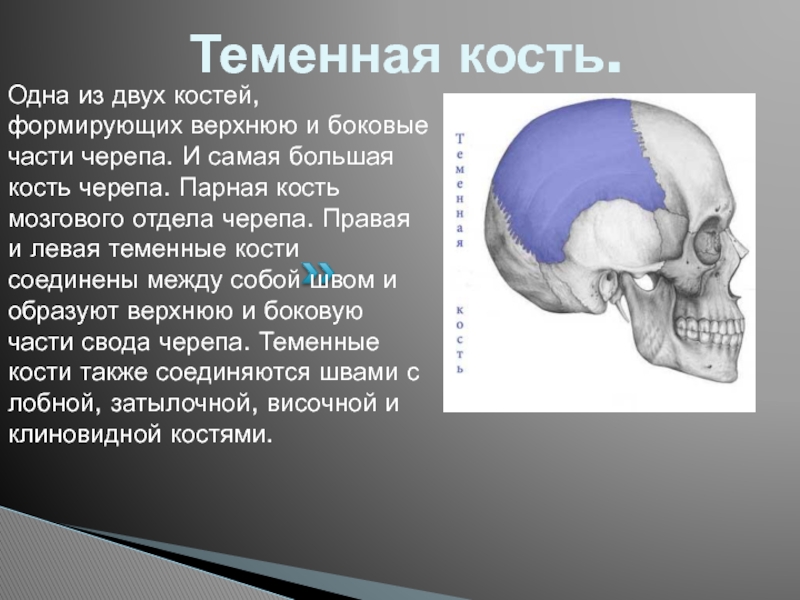 В правом черепе. Левая теменная кость черепа. Теменная кость черепа анатомия. Теменная кость в черепе парная?. Череп человека теменная кость.