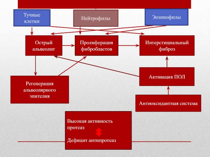 Пролиферация тучных клеток. Система протеазы-антипротеазы. Система антипротеаз в слизистой. Активация пол.