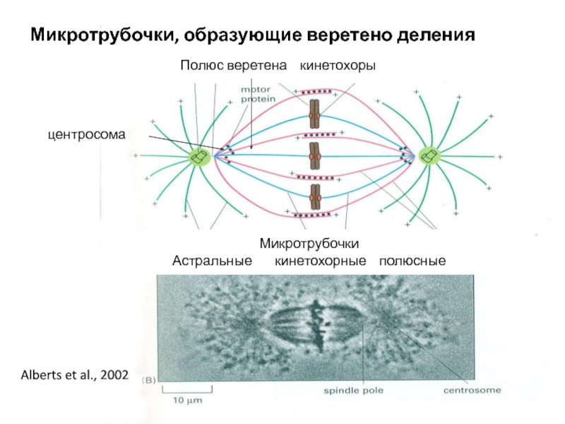 Веретено деления. Веретено деления астральные микротрубочки. Микротрубочки веретена деления. Строение веретена деления клетки. Астральный и анастральный Тип веретена деления.