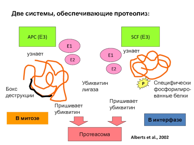 Система два. Протеолиз. Протеолиз эндогенных белков.. Протеолиз это биохимия. Клеточный цикл генетика.