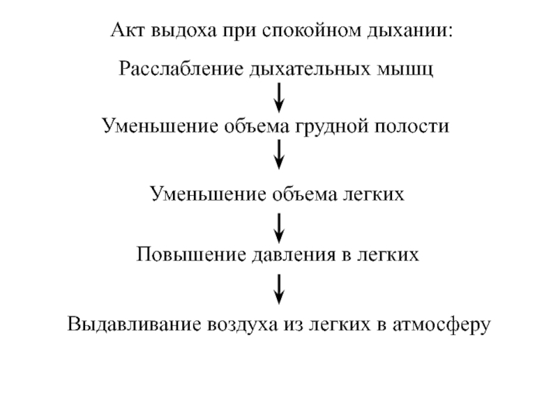 Механизм вдоха и выхода схема