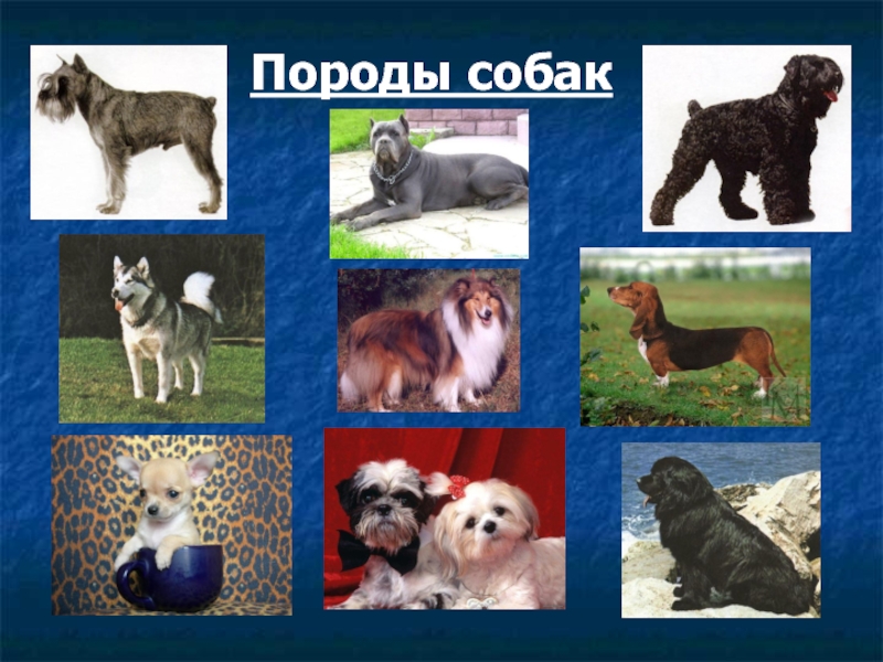Как отличить породу. Определи породу собаки. Селекция собак. Определение породы собаки по фото.
