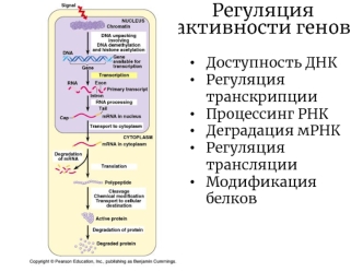 Регуляция активности генов