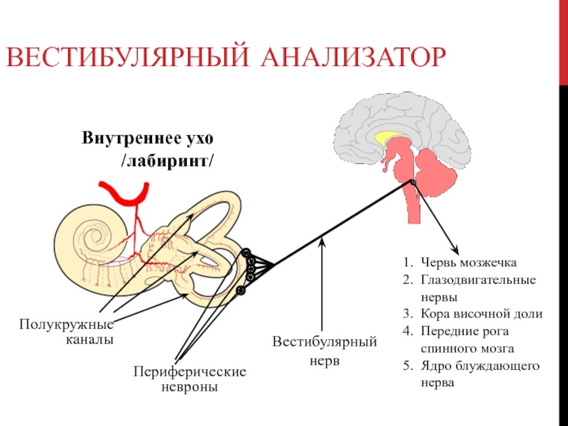 Строение слухового нерва уха