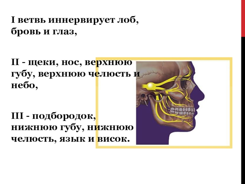 Тройничный нерв иннервирует