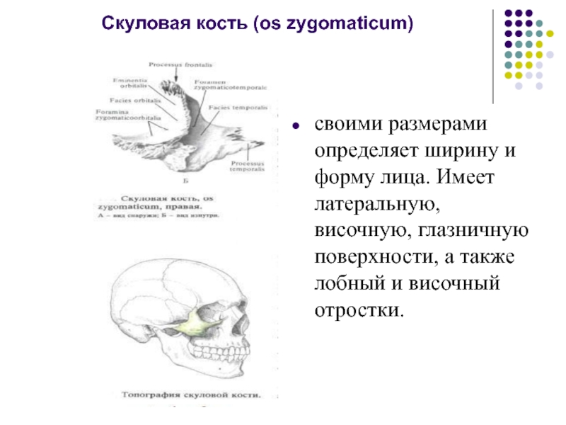 К какому отделу черепа относится скуловая кость