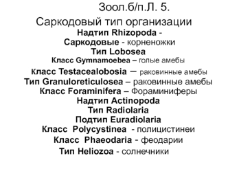 Саркодовый тип организации. Надтип Rhizopoda саркодовые