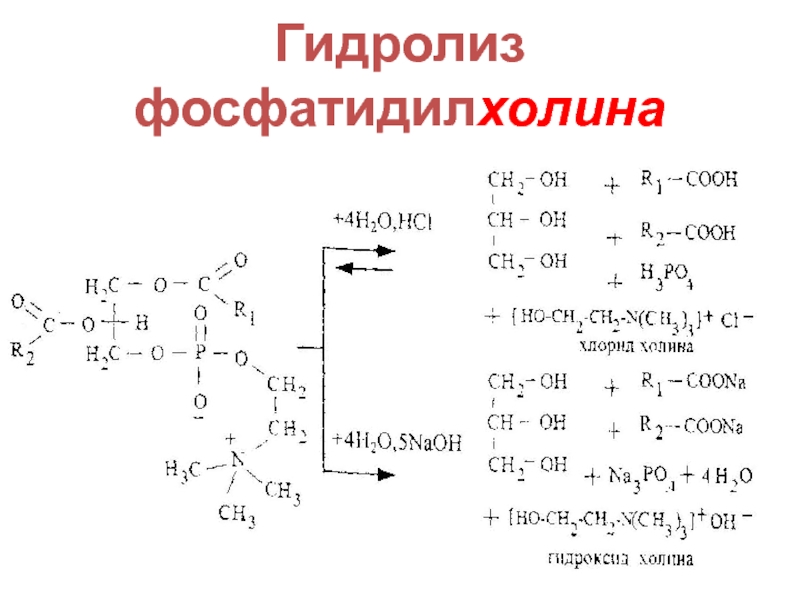 Щелочной гидролиз. Кислотный гидролиз фосфатидилхолина. Уравнение щелочного гидролиза фосфатидилхолина. Фосфатидилхолин щелочной гидролиз. Фосфатидилхолин гидролиз в щелочной среде.