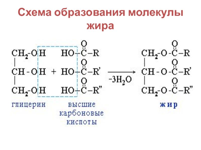 Схема образования линолеодистеарина