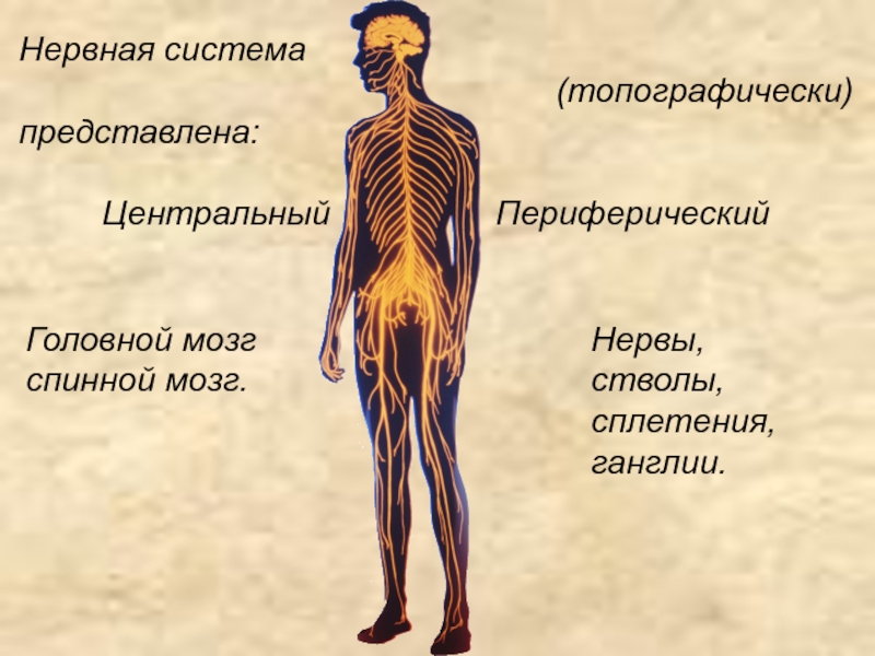 Органы периферической нервной системы человека. Нервная система. Периферическая нервная система человека. Нервная система представлена. Центральная нервная система и периферическая нервная.