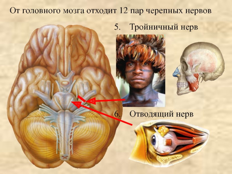 Сколько пар черепных нервов отходит. Отводящий нерв в мозге. От головного мозга отходит. От головного мозга отходит пар. Отводящий нерв отходит от.