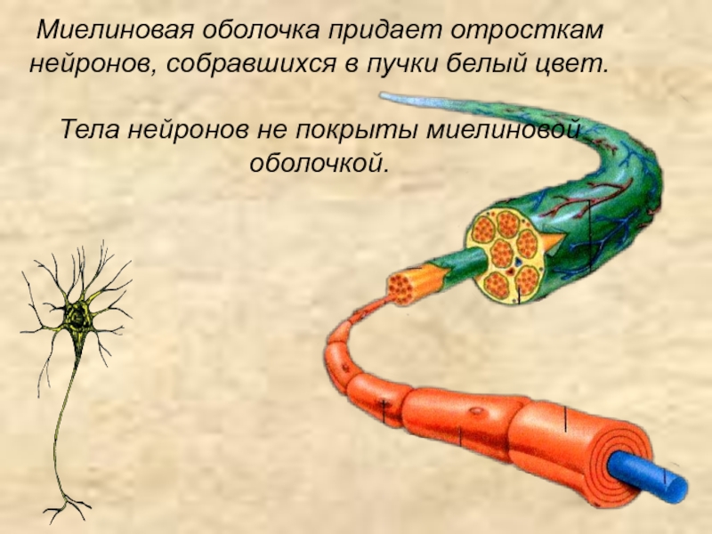 Миелиновая оболочка функции. Отростки нейронов миелиновые оболочки. Миелиновая оболочка нервной клетки. Строение миелиновой оболочки. Миелиновая оболочка это в анатомии.
