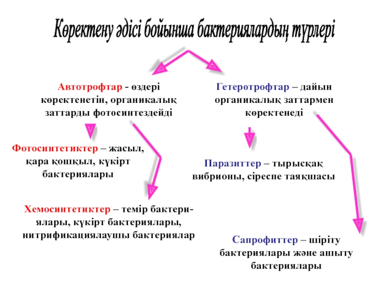 Бактериялардың маңызы презентация