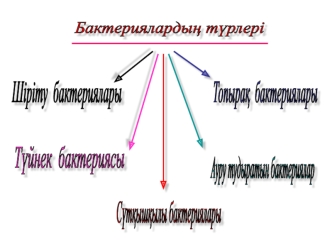 Бактериялардың түрлері