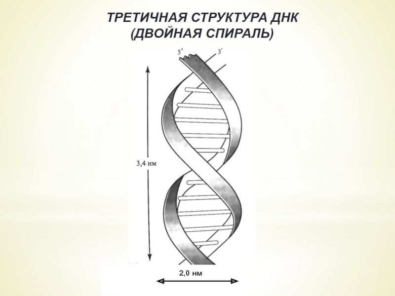 Рисунок двойной спирали