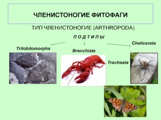 Членистоногие фитофаги. (Лекция 11)