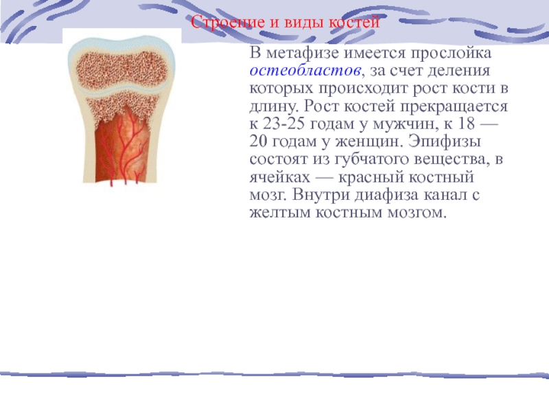 Рост кости осуществляется за счет