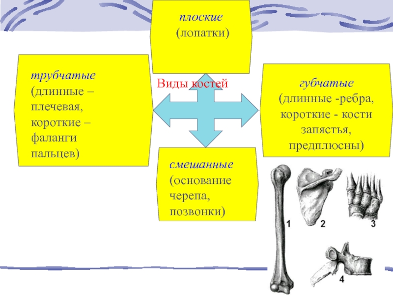 Функции плоских костей