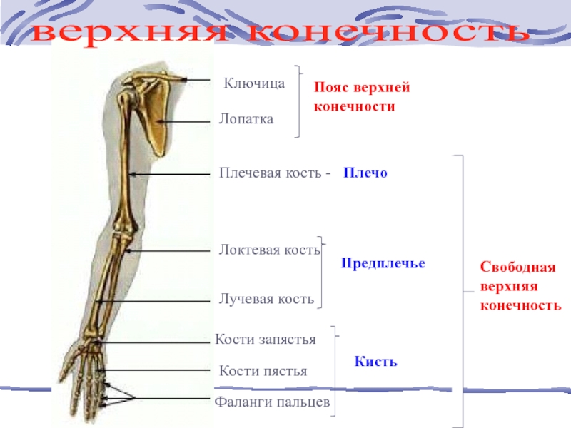 Предплечье на рисунке обозначено. Плечевая кость локтевая и лучевая кости. Плечевая локтевая лучевая кости. Кости верхней конечности плечевая локтевая лучевая кости. Свободная верхняя конечность плечевая кость.