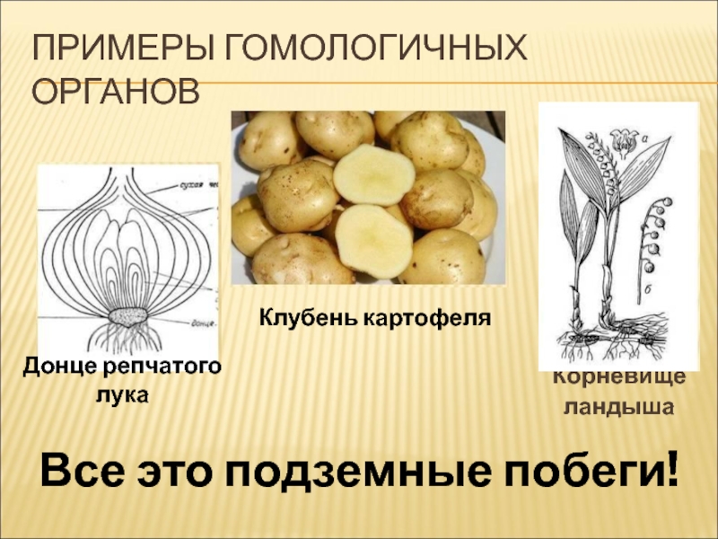 Органы подземных побегов