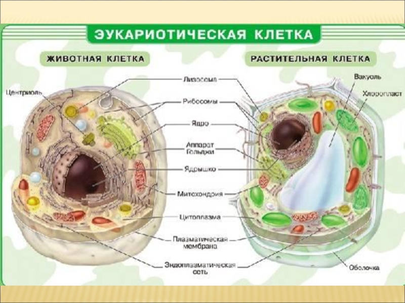 Реферат: Рослинна клітина