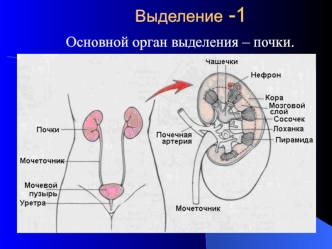 Основной орган выделения – почки