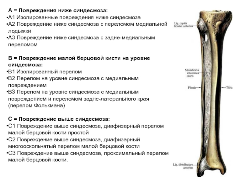 Ниже кости