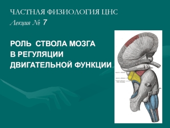 Роль ствола мозга в регуляции двигательной функции