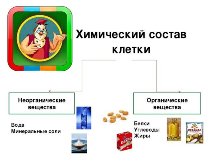 Химический состав клетки презентация 5 класс презентация